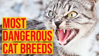 The 10 Most Dangerous Cat Breeds In The World