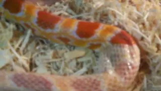 Corn Snake Shedding Skin (Complete Shed)