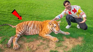 I Touched a Real Tiger😱 | अगर इसने हमला किया तो खेल खतम🥵 | 100% Real But Dangerous