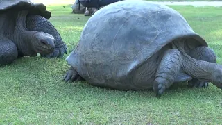 Riesenschildkröten, Seychellen 2018