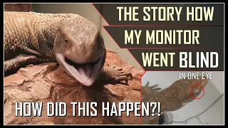 My savannah monitor went BLIND! What did I do wrong? | Varanus exanthematicus