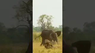 YOUNG ELEPHANT IS ATTACKED BY A HERD OF LIONS BUT THE MOTHER SAVED HIM