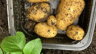 Potato Bucket Harvest and Black Spot Tutorial 🪴☀️#potatoes #gardening #vegetablegardening #veggies