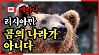 36세 남자 회색곰에게 공격받아 위중한 상태