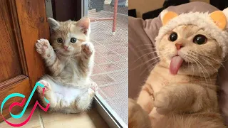 16 Minutes of the CUTEST Pets on TikTok ❤️️