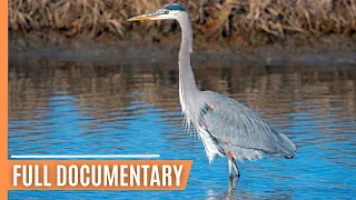 Exploring the Depths - A Journey Through Germany's Majestic Reservoirs | Full Documentary