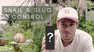 3 Effective Ways to Get Rid of Snails in Your Garden! Do THIS Now!