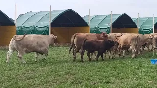 Nowy nabytek MorgenTau, krowy mięsne, cielaki. Bio wołowina cz.2