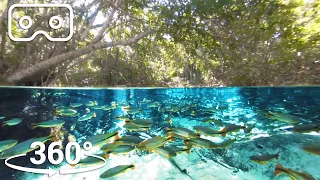 Predators Swim In The Super-Clear Waters Of South Brazil | VR 360 | Seven Worlds, One Planet