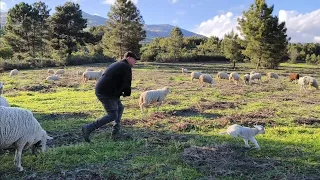 A la caza de la cordera, cómo corre la terroristina