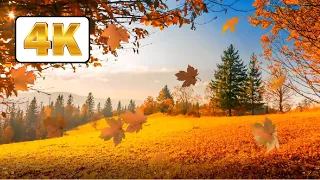 Autumn Background with falling leaves Video Loop 4K | video stock