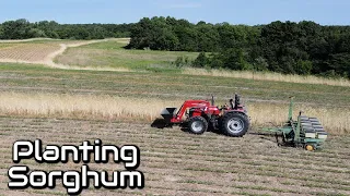 Planting Sorghum for Plot Screens, Cover and Late Season Food