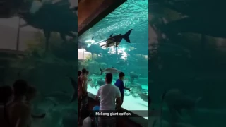 Singapore River Safari - Mekong giant catfish