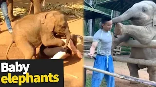 The Ultimate Baby Elephant Compilation