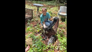 How to tan a gator hide in Florida