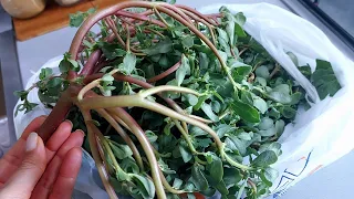 Purslane is tastier than meat! Neighbors from Turkey taught me how to cook weed.
