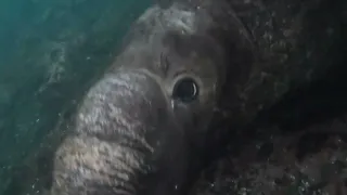 Elephant Seal Beachmaster goes for a swim