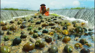 TOP 5 VIDEOS Picking Snail When Flooding! Amazing Catching Snails Along Flow Water On Road 2021