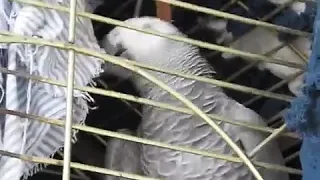 Parrot Swears During Argument with Owner