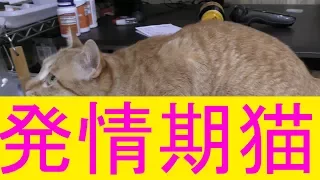 【可愛い】猫ドコモが発情期…綿棒にて発散させてみる…