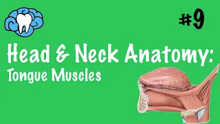 Head & Neck Anatomy | Tongue Muscles | INBDE