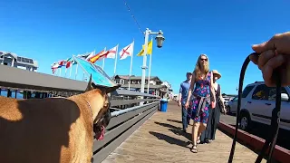 Cash 2.0 Great Dane on the pier at Stearns Wharf in Santa Barbara 1