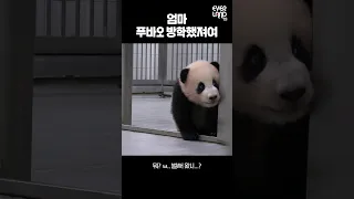 엄마! 푸바오 방학했져요.gif│#힐링푸데이 #Panda #Fubao #Aibao