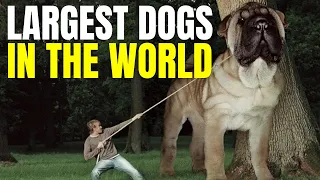 11 LARGEST DOG BREEDS IN THE WORLD