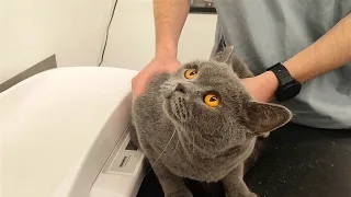 Very Polite British Shorthair Cat At The Vet