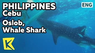 【K】Philippines Travel-Cebu[필리핀 여행-세부]오슬롭, 고래상어 유람/Oslob Whale Shark Watching/Visayan Islands