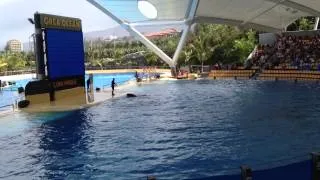 Callisto. Loro Parque Tenerife. Шоу касаток.