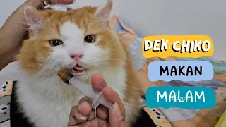 Dek Chiko Makan Malam. funny video, cat cats, animal animals trending kucing viral pet pets dogs dog
