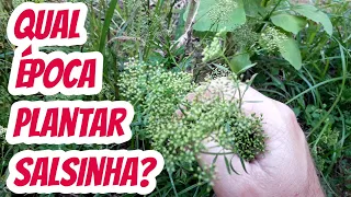 Qual é a melhor época do ano para plantar cultivar salsinha? Em que mês ou data iniciar a plantação?