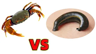 What if the crab sees leech? Leech vs Crab