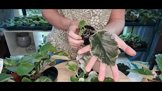 ***** African Violet - Chit Chat - Propagation Tips & Newbie Plants *****