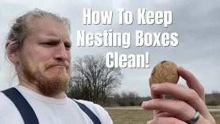 How To Keep Eggs Clean In The Chicken Coop!