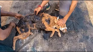 Two Dogs Covered in Solid Tar and Roaming over the Street with glued molten tar