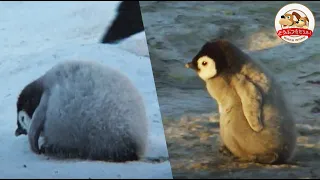 【コウテイペンギンの巣立ち】突然襲う南極の嵐、親を探してさまよう赤ちゃんの運命は…！【どうぶつ奇想天外／WAKUWAKU】