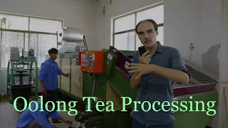 High Mountain Oolong Tea Processing Explained