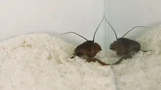 THE BRUTAL BATTLE OF THREE ANT LIONS AND TWO MOLE CRICKETS ! [Live feeding!]