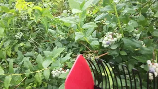 How we pick blueberries  using a blueberry  picker at the blueberry farm