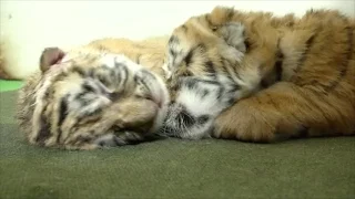 Newborn tigers helping bring species back from brink of extinction