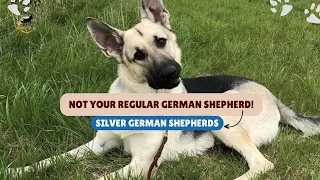 The Rare Type of German Shepherd (Explained!) | Silver GSD | Rarity, Cost, Look | World of Dogz