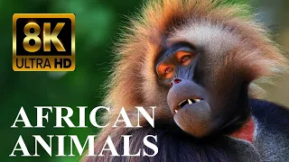 AFRICAN WILDLIFE 8K Ultra HD – Animals with Real Sounds