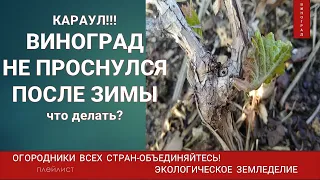 Виноградная лоза не проснулась после зимы  Саженец винограда погиб?