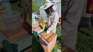 Матки идут на свист ? #пчеловодство #beekeeper #пчёлы #bee #2024 #beekeeping #honey