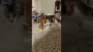 Cat Panting like a Dog After Aerobic Exercise