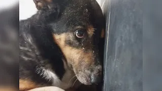 The mama dog panicked and ran to find her puppies in tears and happy ending