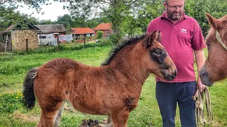 ЛОША ПО АЛЬТЕСУ/ ЛОША ПО АЛАНУ