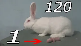 ЖИЗНЬ КРОЛИКА ЗА 4 МИНУТЫ, RABBIT'S LIFE IN 4 MINUTES!